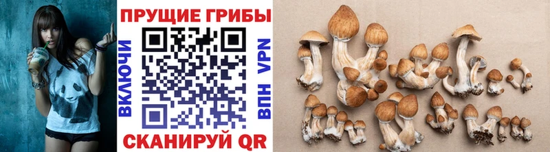 Купить закладки  Ковдор  Галлюциногенные грибы прущие грибы 